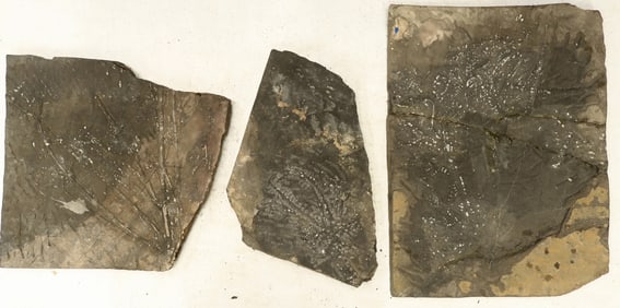 Trio of Crinoid Flower Fossil Plates [196409]