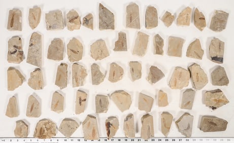 Dragonfly Larvae Fossils, 15 Pounds [194723]