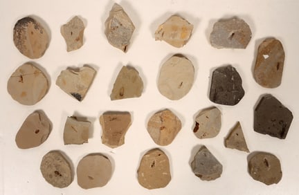 Insect Fossils, 2 Pounds [194642]