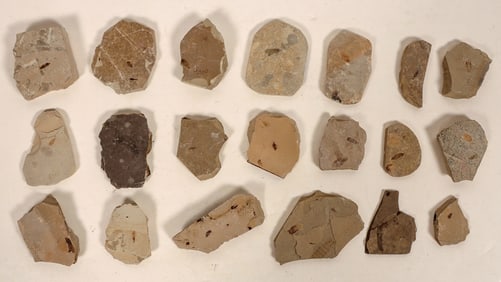 Insect Fossils, 2 Pounds [194643]