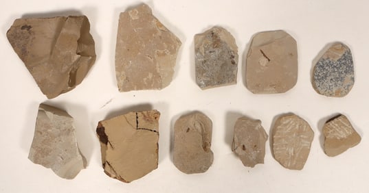 Insect Fossils, 2 Pounds [194645]