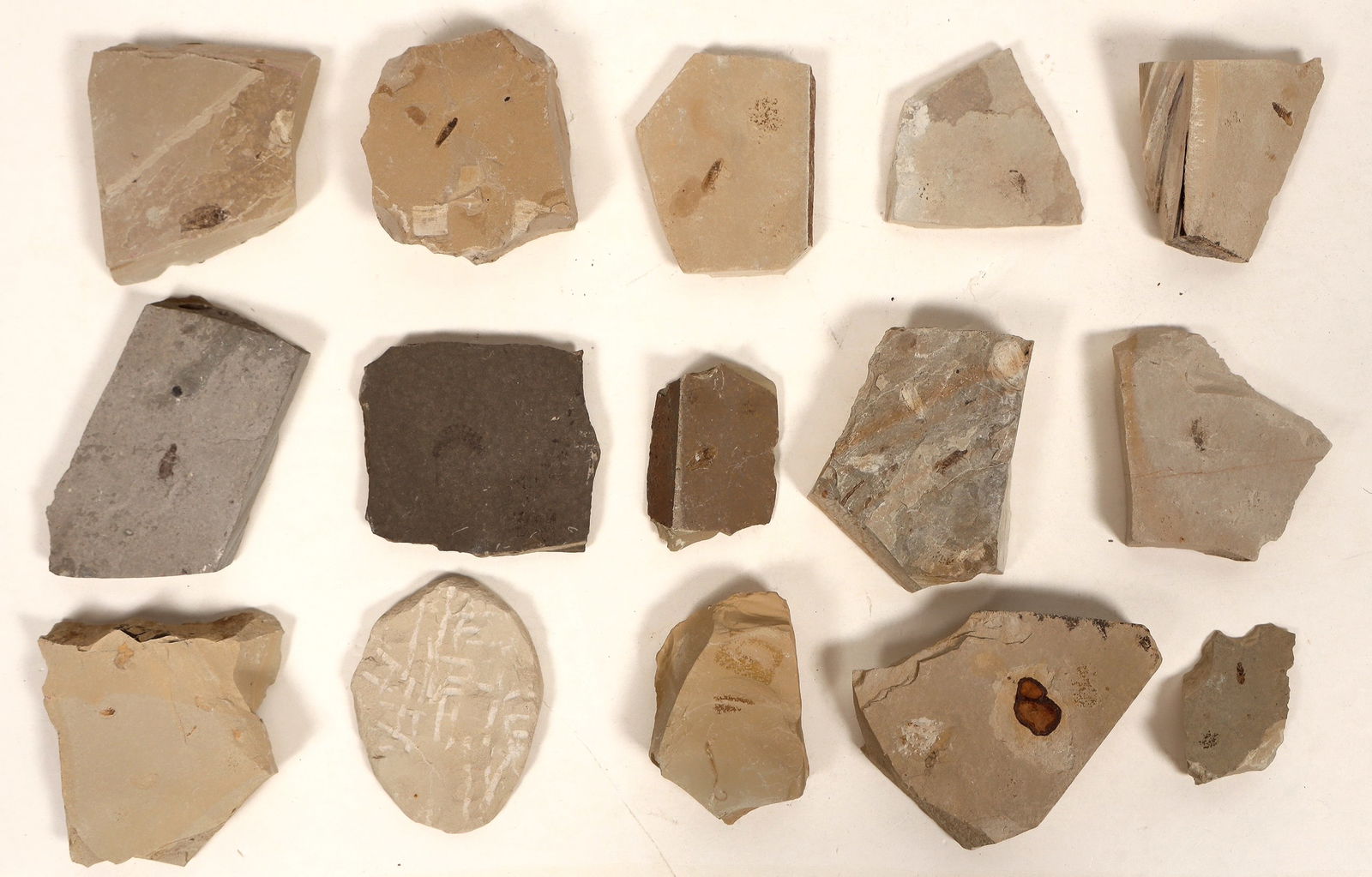 Insect Fossils, 2.8 Pounds [194646] (1 of 2)