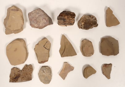 Insect Fossils, 3.2 Pounds [194644]