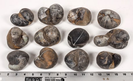 Stringocephalus Fossils, 12 Pounds [194169]