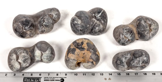 Stringocephalus Fossils, 12 Pounds [194172]