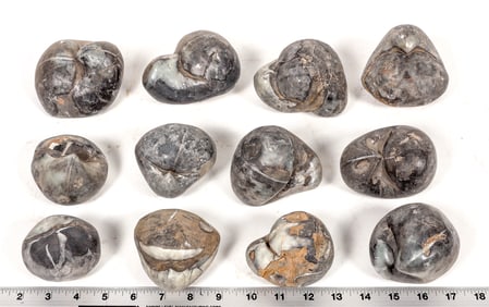 Stringocephalus Fossils, 14 Pounds [194171]