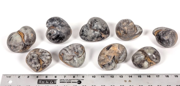 Stringocephalus Fossils, 9 Pounds [194173]
