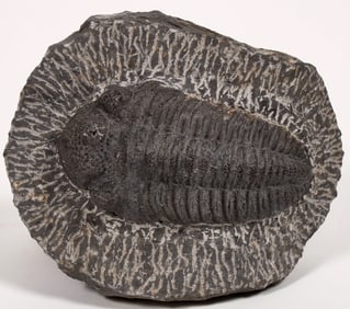 Large Trilobite, Chinese origin [194387]