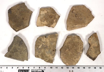 Trilobites, 6 Pounds [194175]