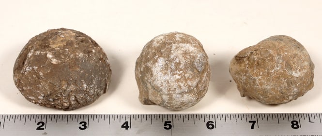 Dinosaur Egg Casts, 3 [194632]