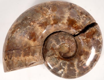 Large Ammonite Fossil (Damaged) [195065]