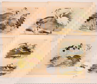 Audubon Water Bird Art (18) [180142]