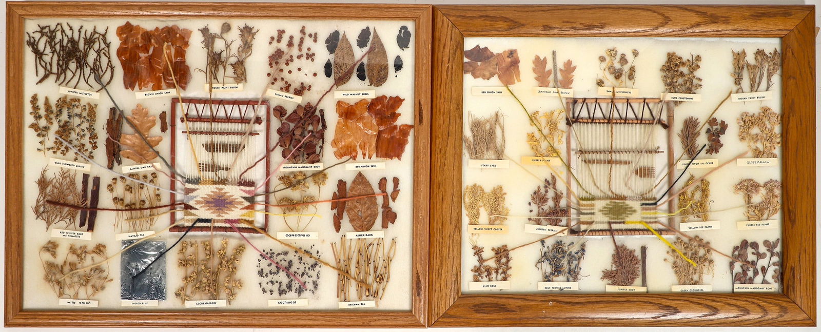 Indian Weaver Plant Dyes in Frames, 2 [196715]: 2 frames with plants used by Native Americans as coloring dyes in weaving. Interesting group of plants, seeds, berries etc with indicators going toward a central loom that highlights the dye colors. F