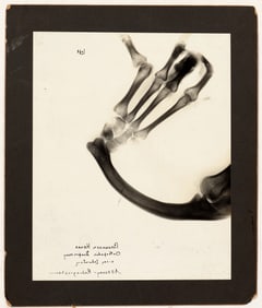 Early X-Ray Mounted Photograph [197580]