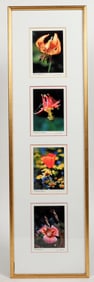 Wildflower Photos [197550]
