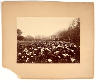 2 Little Girls Hidden in a Field of Calla Lillies [198951]