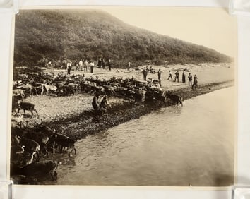 Photo Caribou Crossing River in Alaska [183906]