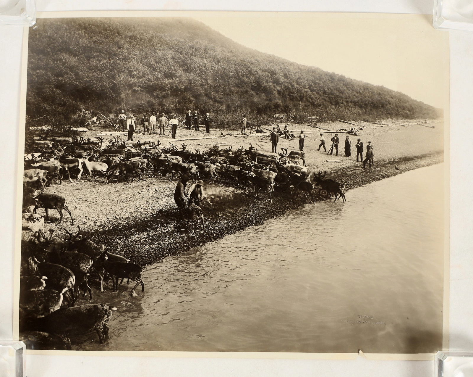 Photo Caribou Crossing River in Alaska [183906] (1 of 2)