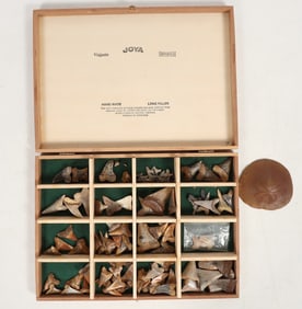 California Fossil Shark Teeth Collection, Plus Bonus Fossilize Sand Dollar [197876]