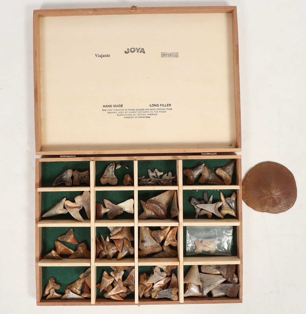 California Fossil Shark Teeth Collection, Plus Bonus Fossilize Sand Dollar [197876]: 1) Fantastic collection of fossil shark teeth from Kern and Santa Barbara. 90+ teeth, a variety of sizes, from 0.25" to 2", housed in a nice wooden display box. 2) Fossil sand dollar from the Ojia Mou