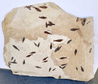Fossil Fish Plate from Green River  - Stunning! [188276]