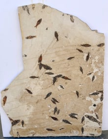 Fossil Fish Plate from Green River  - Stunning! [188277]