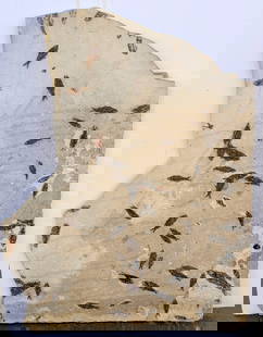 Fossil Fish Plate from Green River  - Stunning! [188277]: From the Personal Collection of Fred Holabird. This piece (an one other in this sale) are from the Green River Formation. Excellent contrast and quality. Approximately 4 feet x 5 feet x 3 inches. Woul