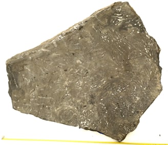 Crinoid Fossil Plate [159140]