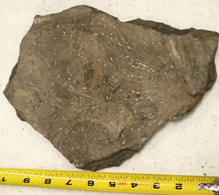 Crinoid Fossil Plate [159148]