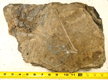 Crinoid Fossil Plate [196395]
