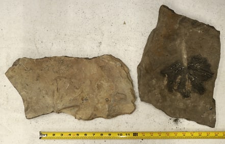 Pair of Crinoid Flower Fossil Plates [196398]