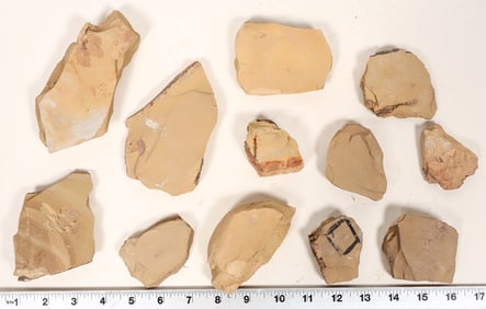 Insect Fossils, 3.2 Pounds, Rare & Better Specimens [194720]