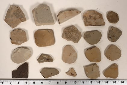 Insect Fossils, 4 Pounds [194641]