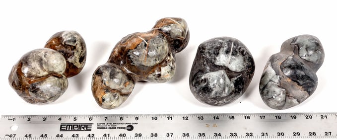 Stringocephalus Fossils, 15 Pounds [194163]