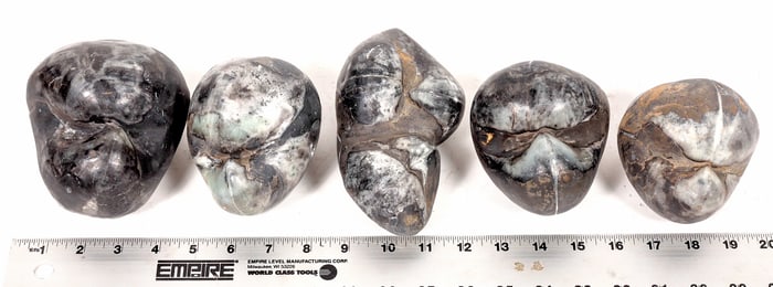 Stringocephalus Fossils, 15 Pounds [194167]