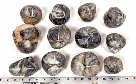 Stringocephalus Fossils, 17 Pounds [194165]