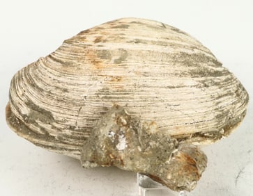 Clam Fossil From Calif. [199379]
