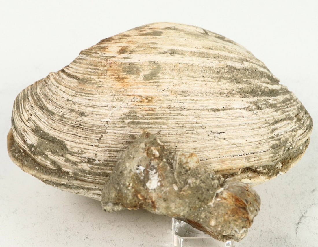Clam Fossil From Calif. [199379]: Pismo clam fossil, 2-5 million yrs old. From Camarillo, Ventura County, Calif. ^Date: Country (if not USA): State: CaliforniaCity: Provenance: