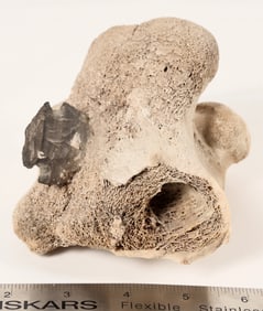 Buffalo Hunt Illustrations & Buffalo Bone Fragment [203819]