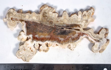Stunning Stalactite, Polished Slice of Fossilized Coral [204482]