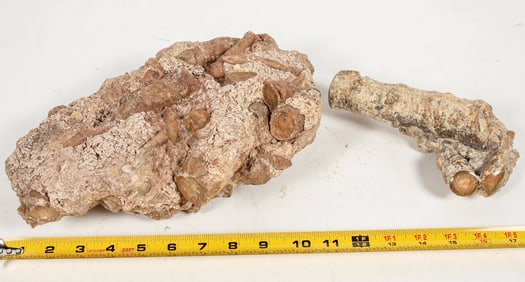 Fossil Yellow Coral Exceptional Specimen [203896]