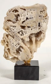 Polished Fossilized Coral from Pakistan Large Display Piece [204488]