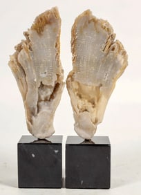 Polished Fossilized Coral from Pakistan, Lot of 2 [204487]