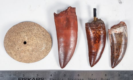 Carcharodontosaurus Teeth Lot of 3 teeth [204417]