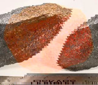 Dinosaur Gembone: Purple, Red & Gold Agatized, Fossilized Bone - Rare! [204408]
