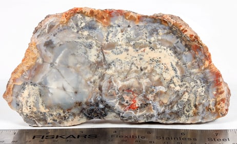 Dinosaur Coprolite Fossil, A.K.A. Dino Poop! [204416]