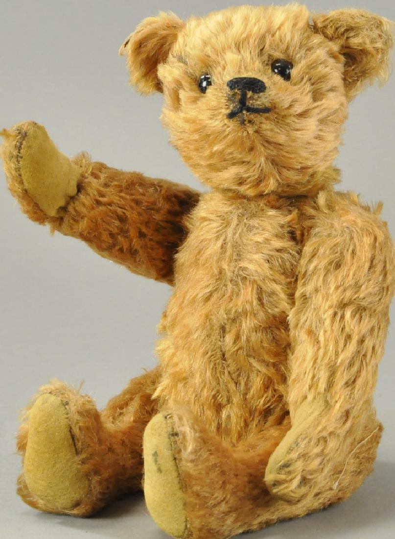 AMERICAN CINNAMON BEAR (1 of 4)