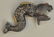 SEA SERPENT ANIMATED CAP PISTOL - 2