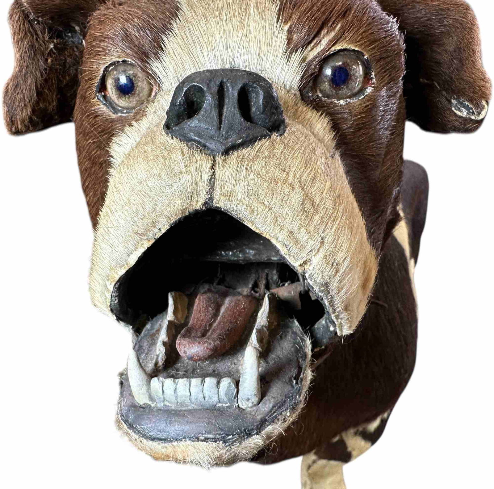 LIFE SIZE BULLDOG CLOCKWORK NODDER - 3