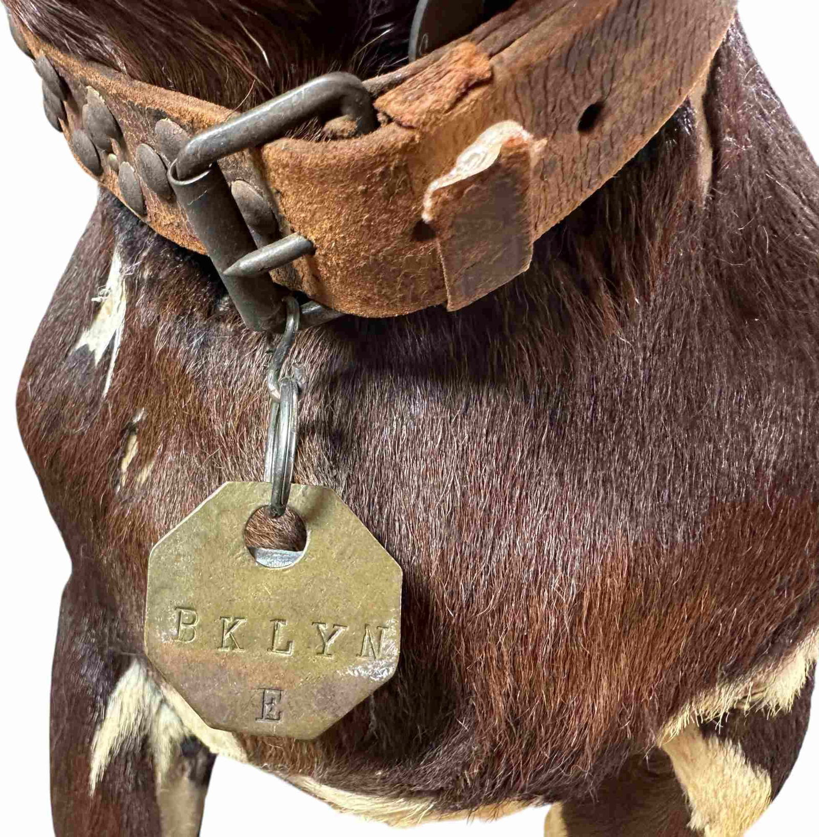 LIFE SIZE BULLDOG CLOCKWORK NODDER - 4